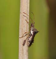 Image of Gralliclava australiensis Dolling 1978