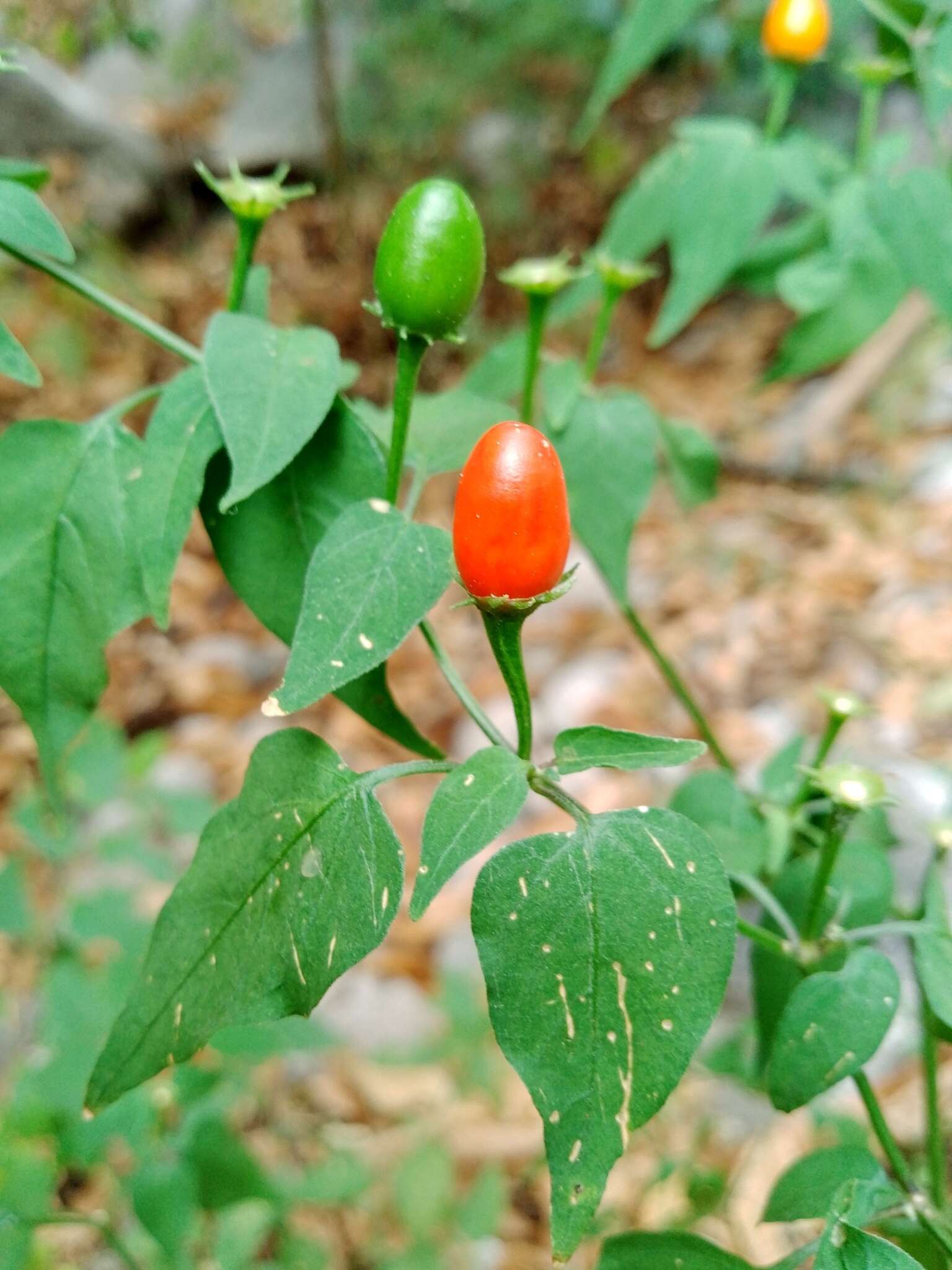 Image of Capsicum chacoense A. T. Hunziker