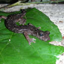 Image of Imperial Cave Salamander