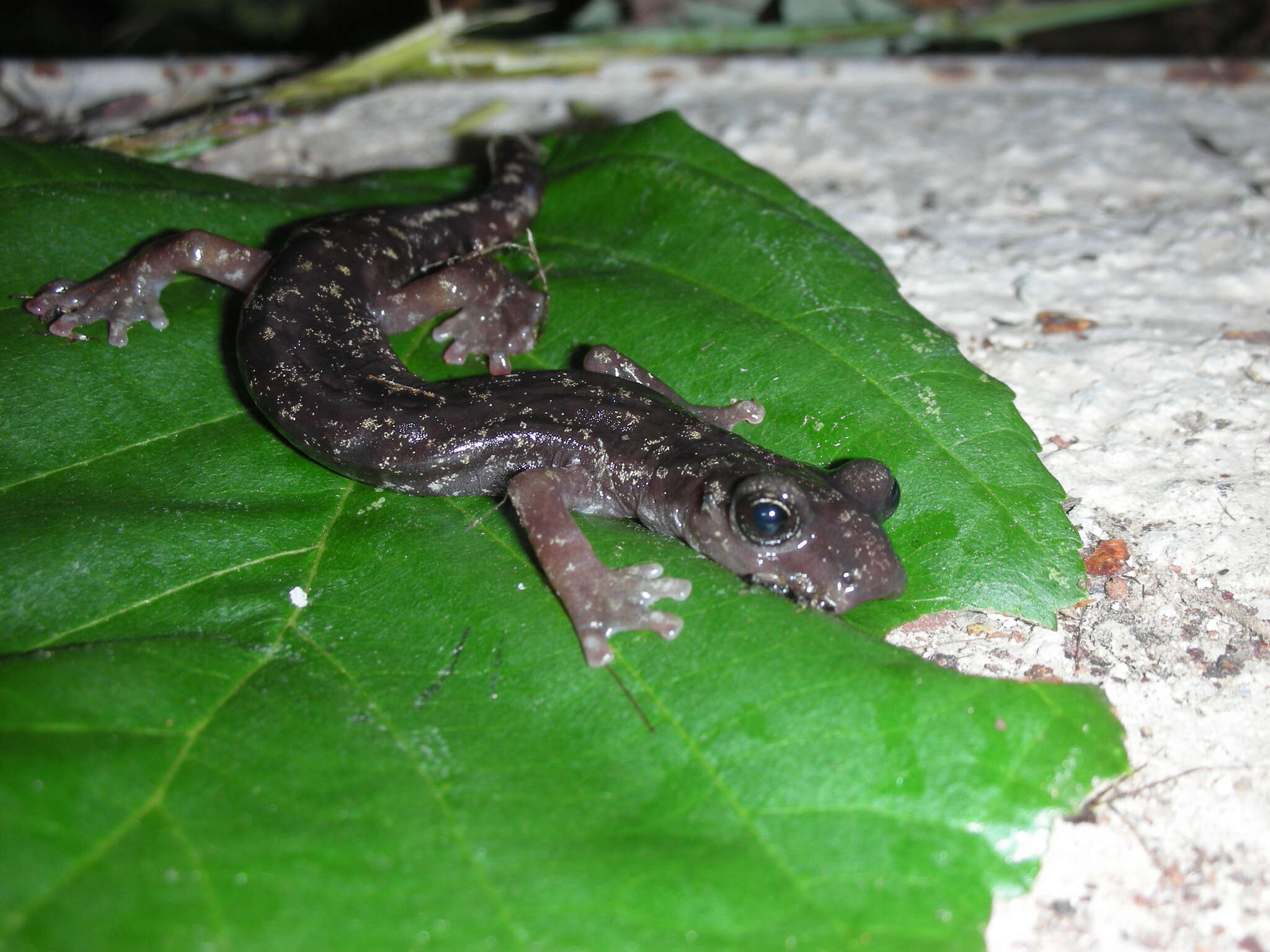 Image of Imperial Cave Salamander