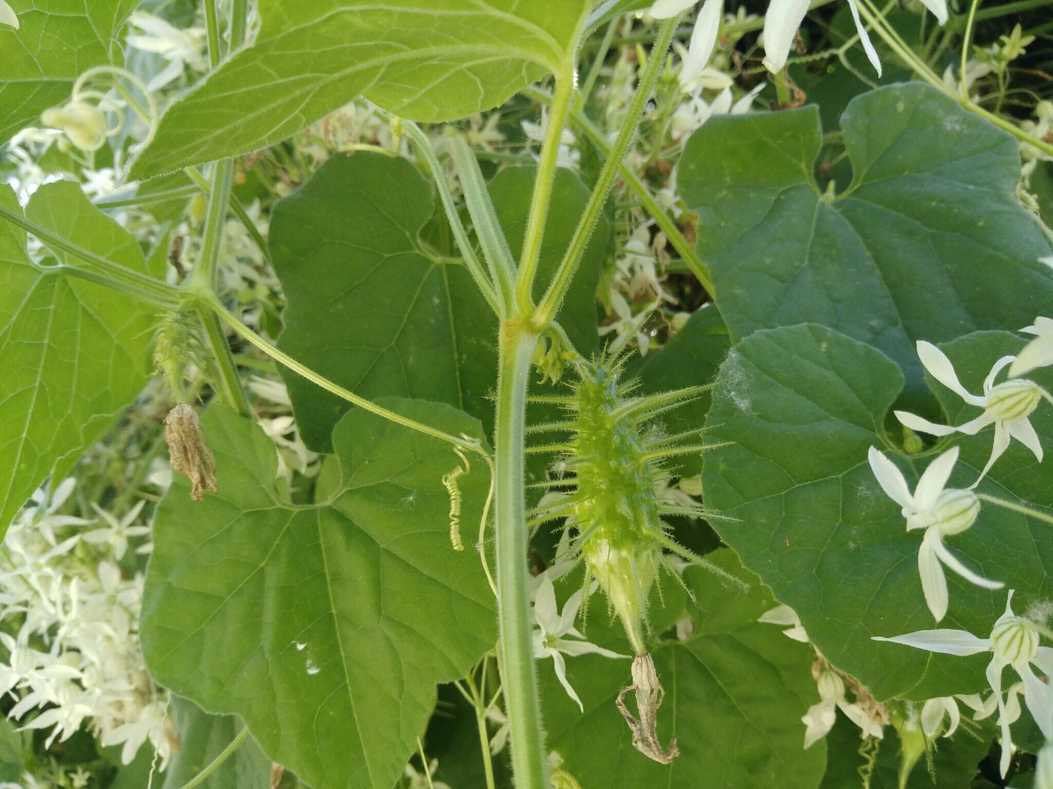 Image of Echinopepon pubescens (Benth.) Rose