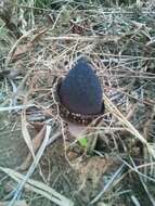 Image of Amorphophallus aphyllus (Hook.) Hutch.