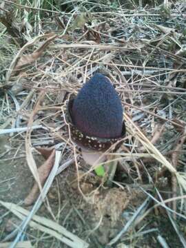 Amorphophallus aphyllus (Hook.) Hutch. resmi