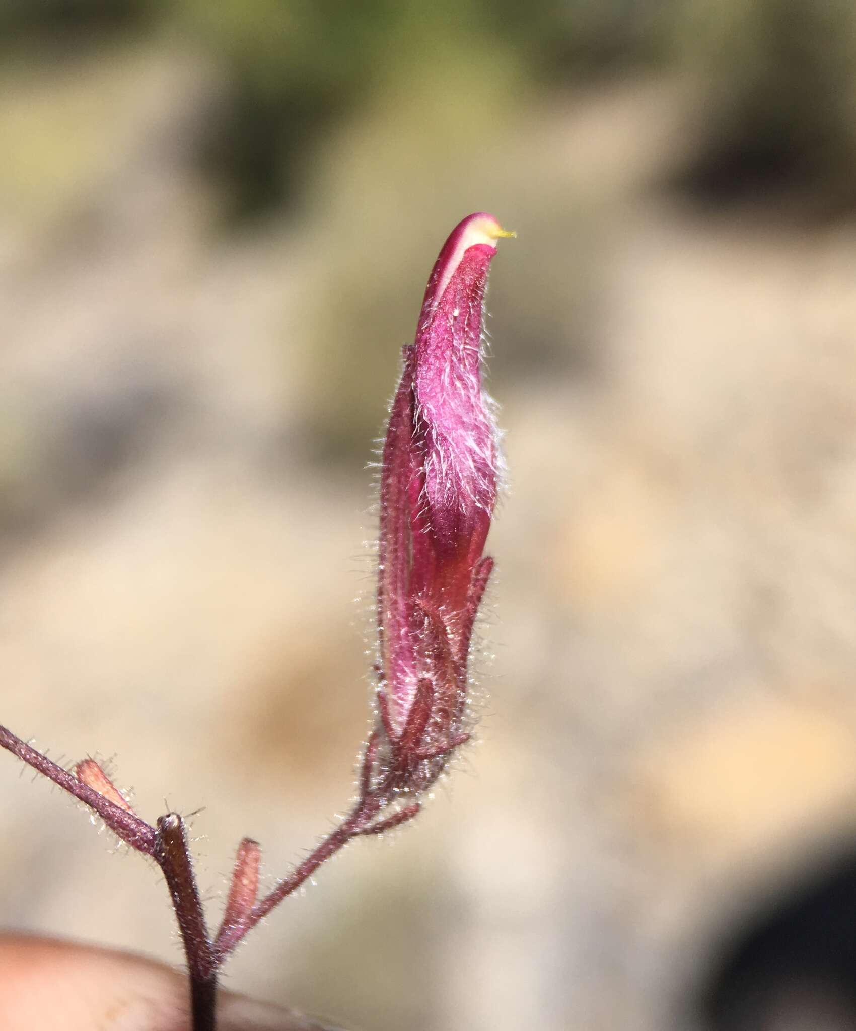 صورة Cordylanthus kingii subsp. helleri (Ferris) T. I. Chuang & L. R. Heckard