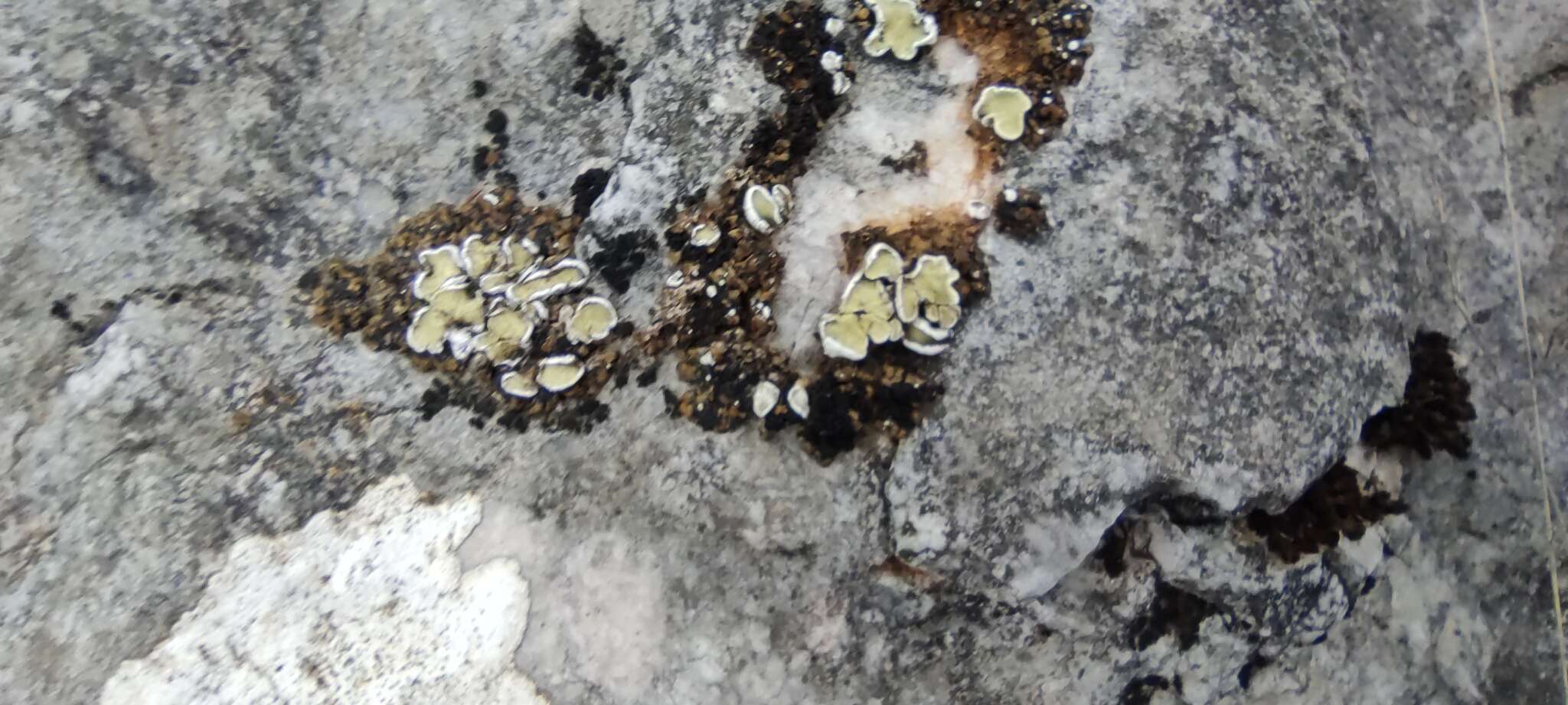 Image of lecidea lichen