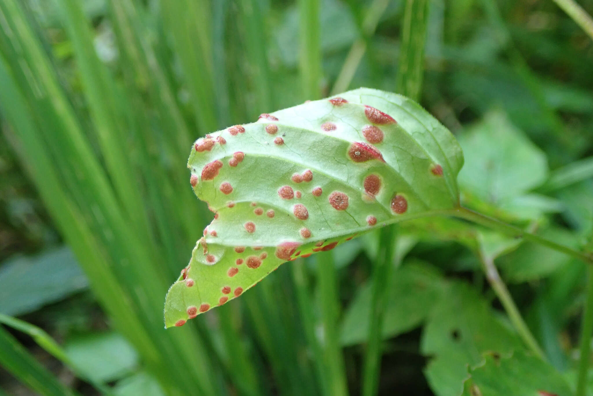 Imagem de Puccinia circaeae Pers. 1794