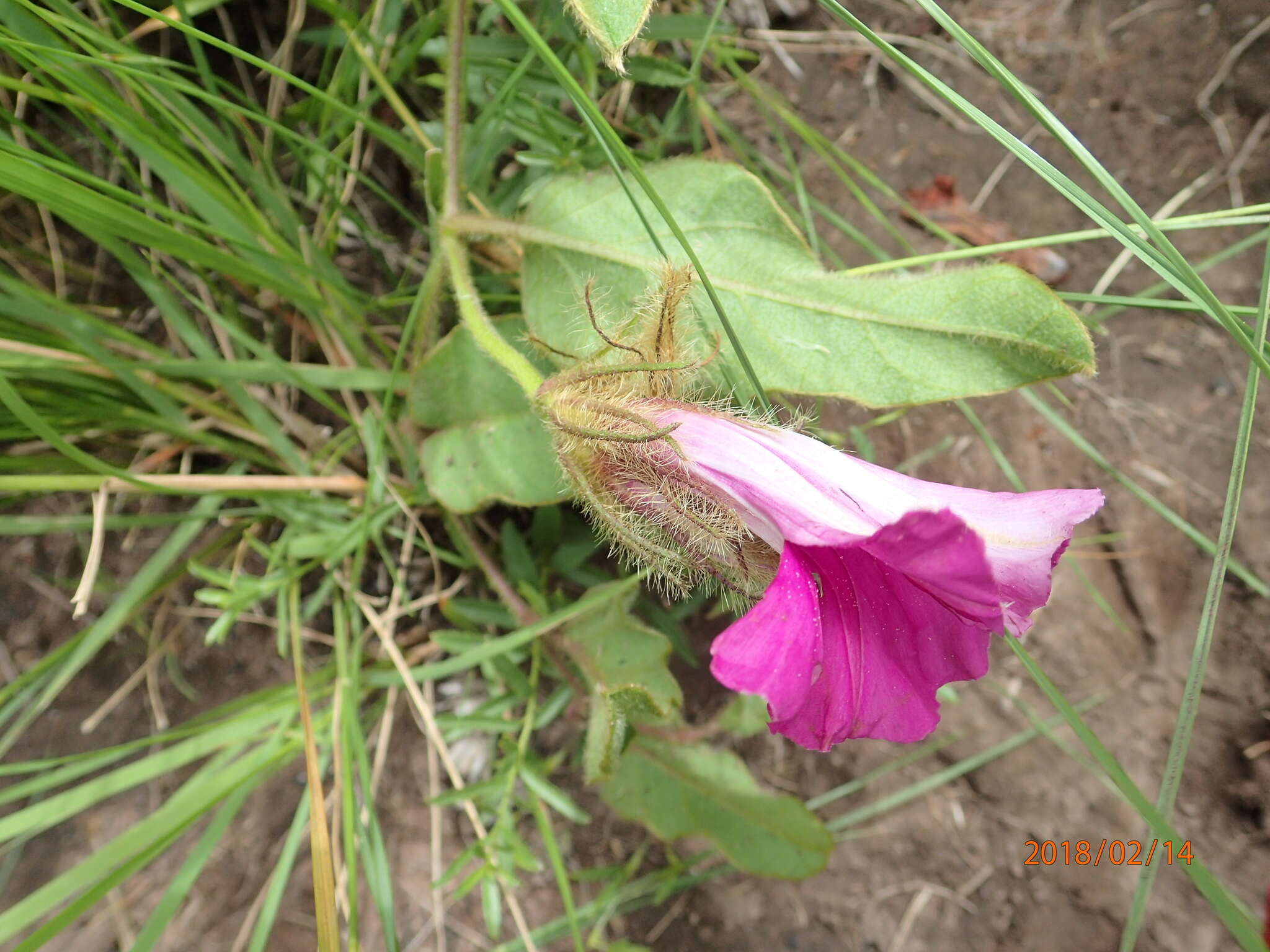 Image of Ipomoea pellita Hall. fil.