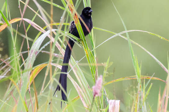 Image of Red-collared Whydah