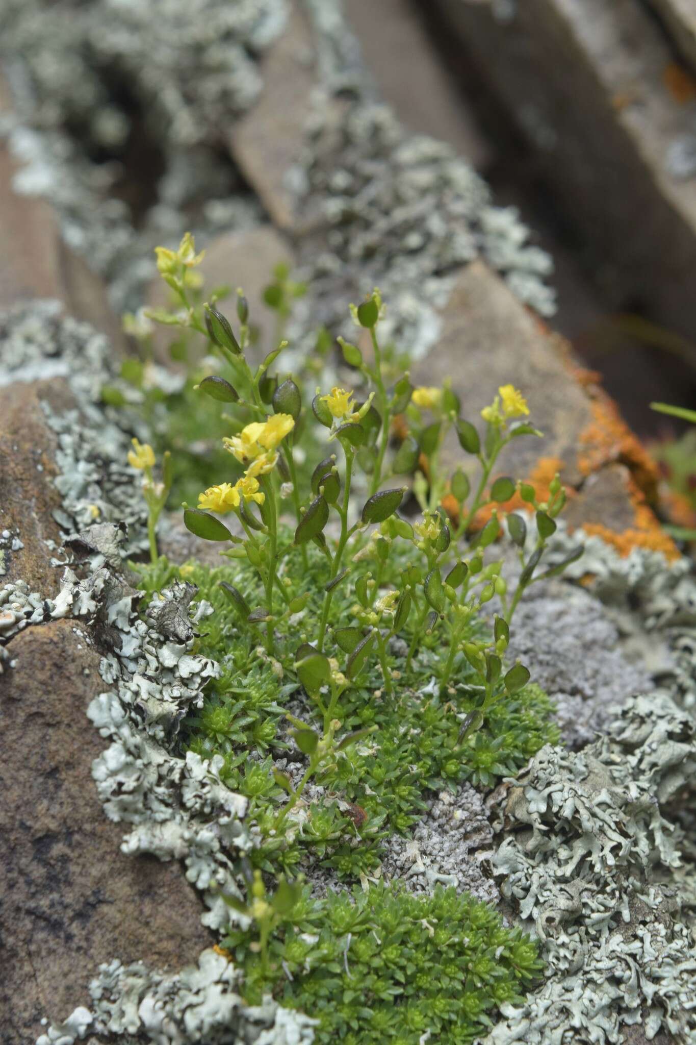 Image of Draba rigida Willd.