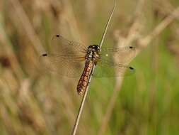 Image of Eastern Pygmyfly