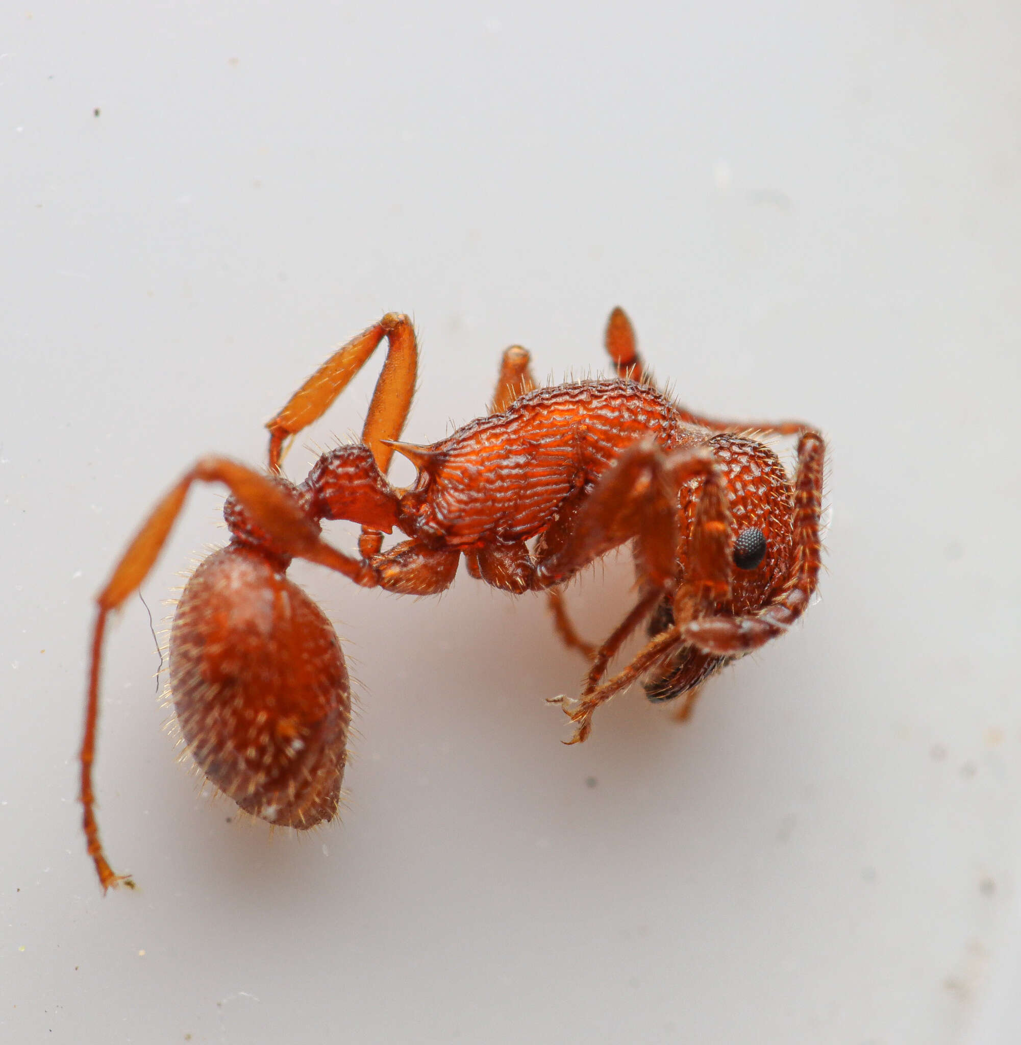 Image of Myrmica striolagaster Cole 1953