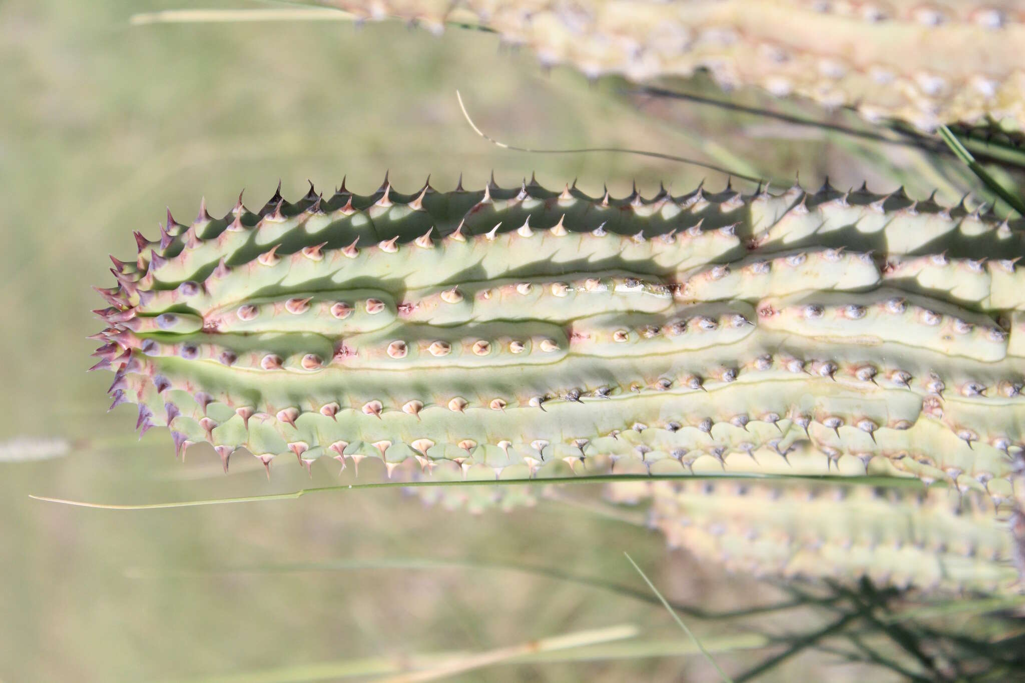 Image of Ceropegia currorii subsp. lugardii (N. E. Br.) Bruyns & Bruyns