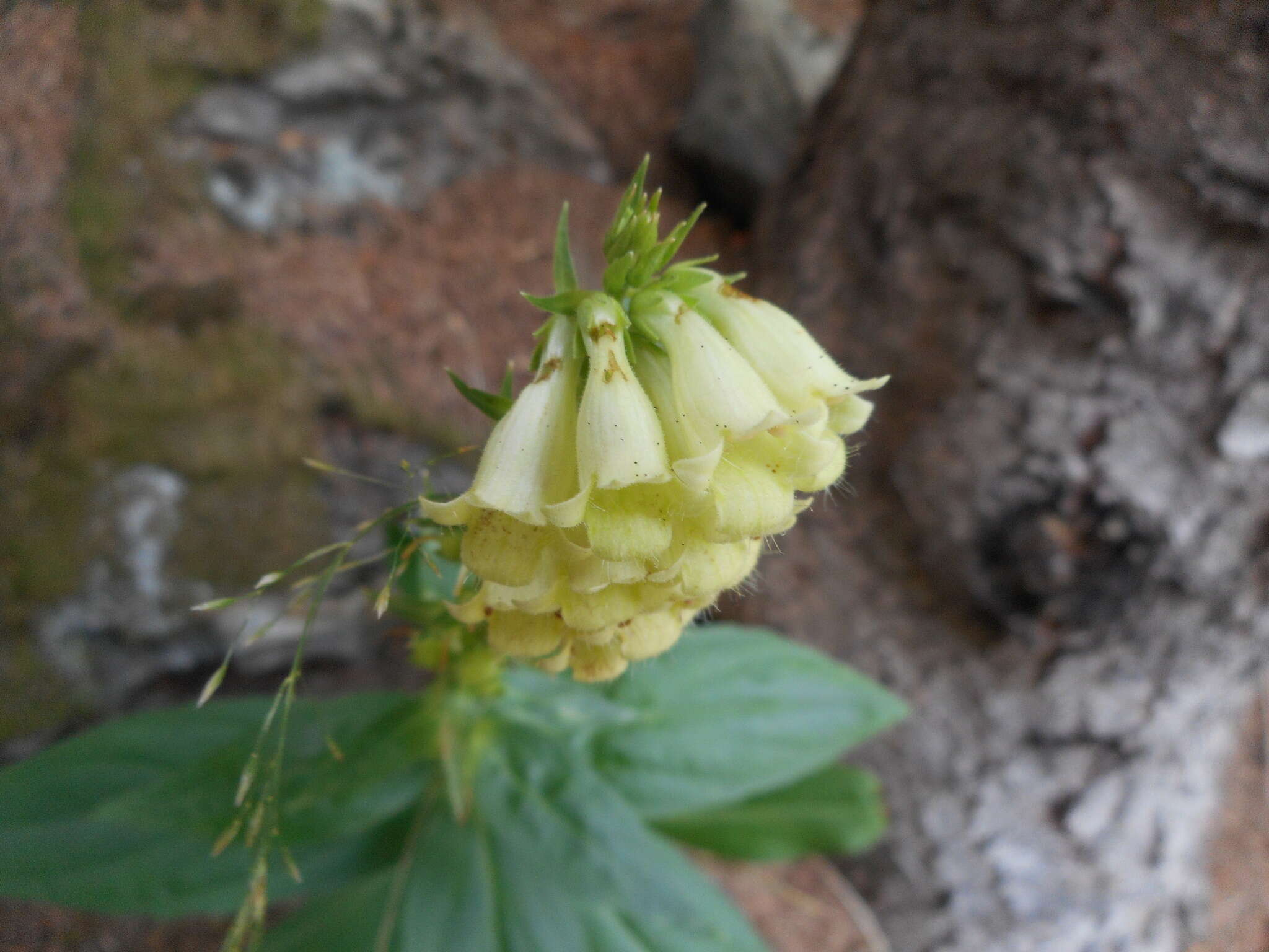 Image de Digitalis lutea subsp. lutea