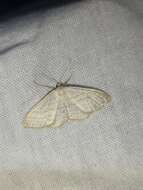 Imagem de Idaea subsericeata Haworth 1809