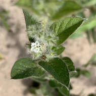 Image of Seddera suffruticosa var. hirsutissima Hall. fil.