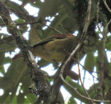 Image of Black-capped Piprites