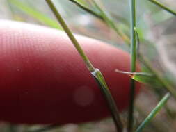 Image of Weeping alkali grass