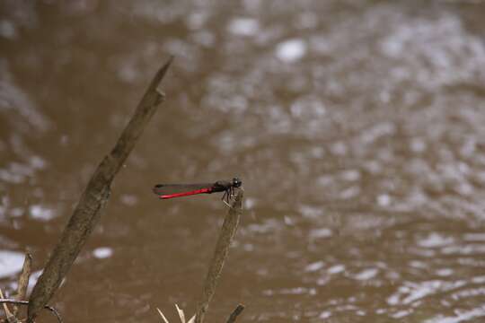 Chlorocypha victoriae (Förster 1914)的圖片