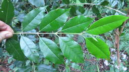 Image de Olea paniculata R. Br.
