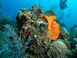 Image of orange elephant ear sponge