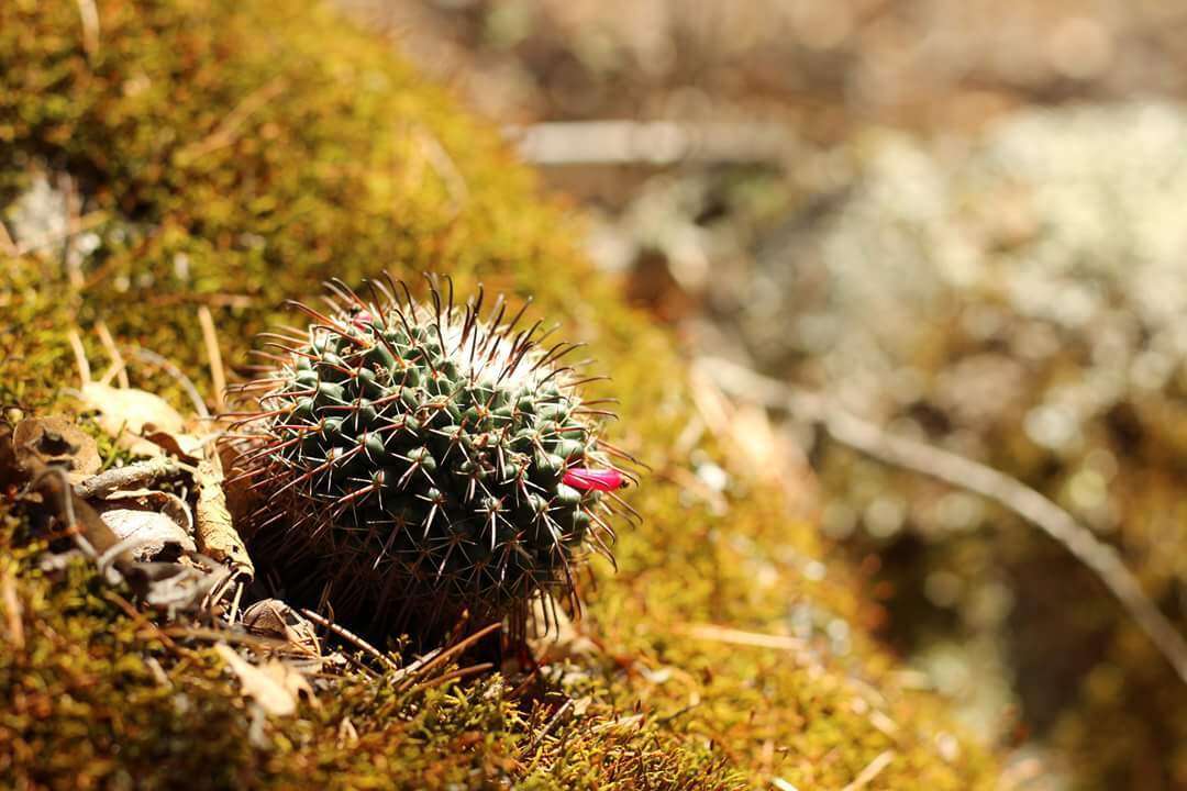 Image of Mammillaria uncinata Zucc. ex Pfeiff.