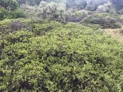 Слика од Arctostaphylos densiflora M. S. Baker