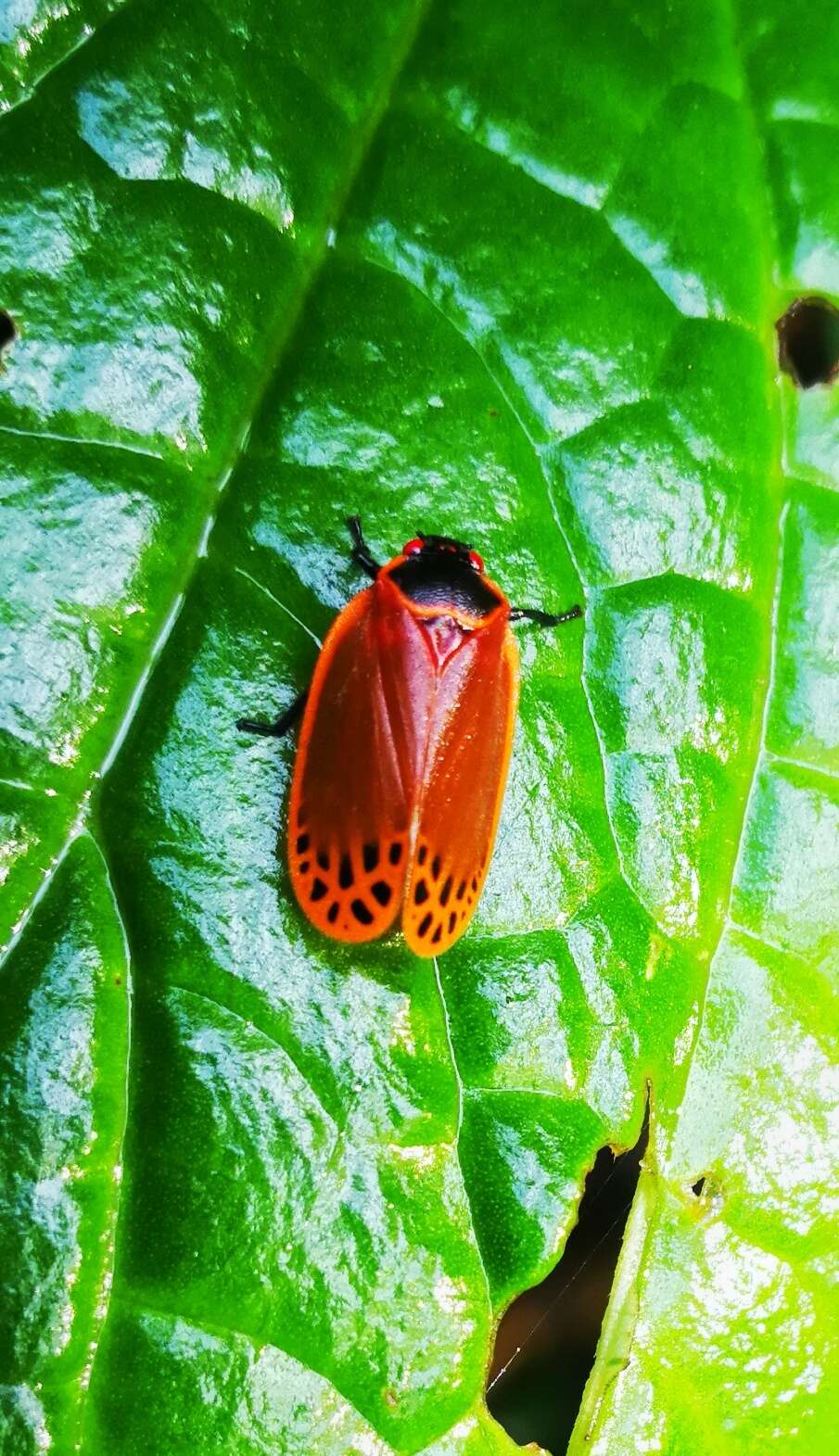 Imagem de Tomaspis biolleyi (Distant 1900)