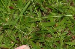 Image of yellow crabgrass