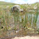 Image of Carex killickii Nelmes