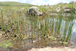 Image of Carex killickii Nelmes