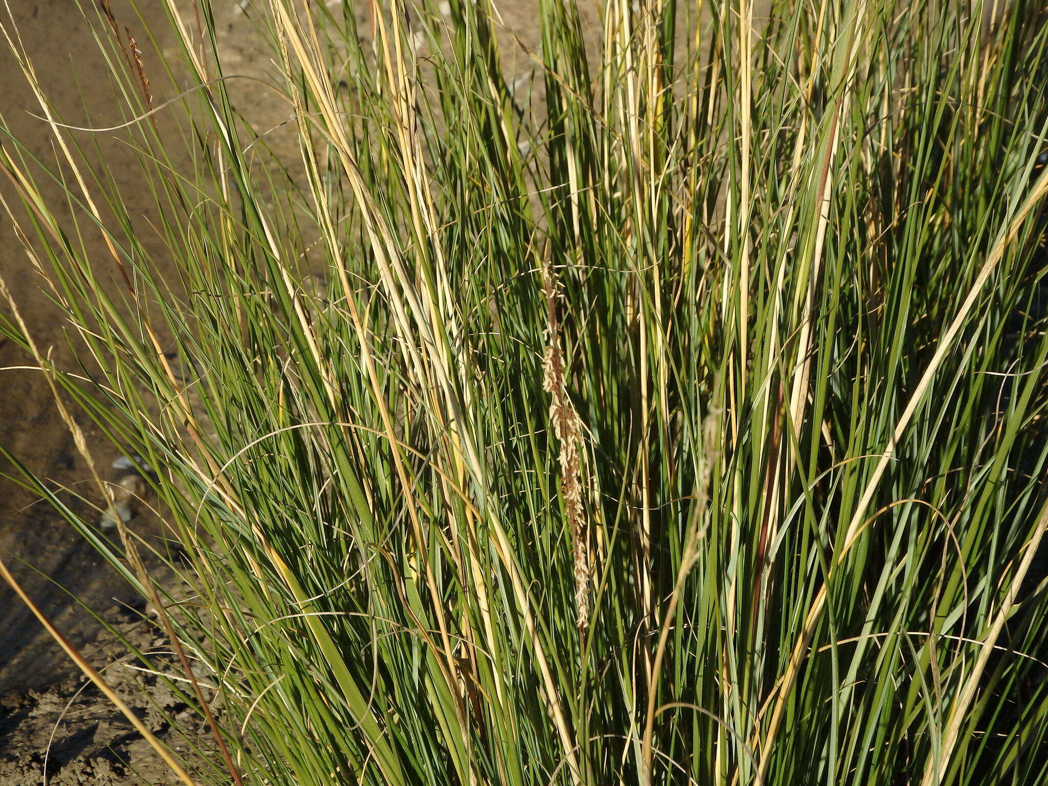 Image of Dense-Flower Cord Grass