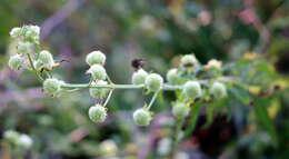 Image of clustered bushmint