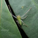 Image of Lycopus primus Tang & Li 2009