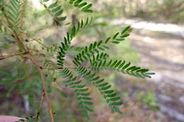 Imagem de Acacia terminalis (Salisb.) J. F. Macbr.