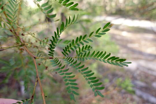 Image of Acacia terminalis (Salisb.) J. F. Macbr.