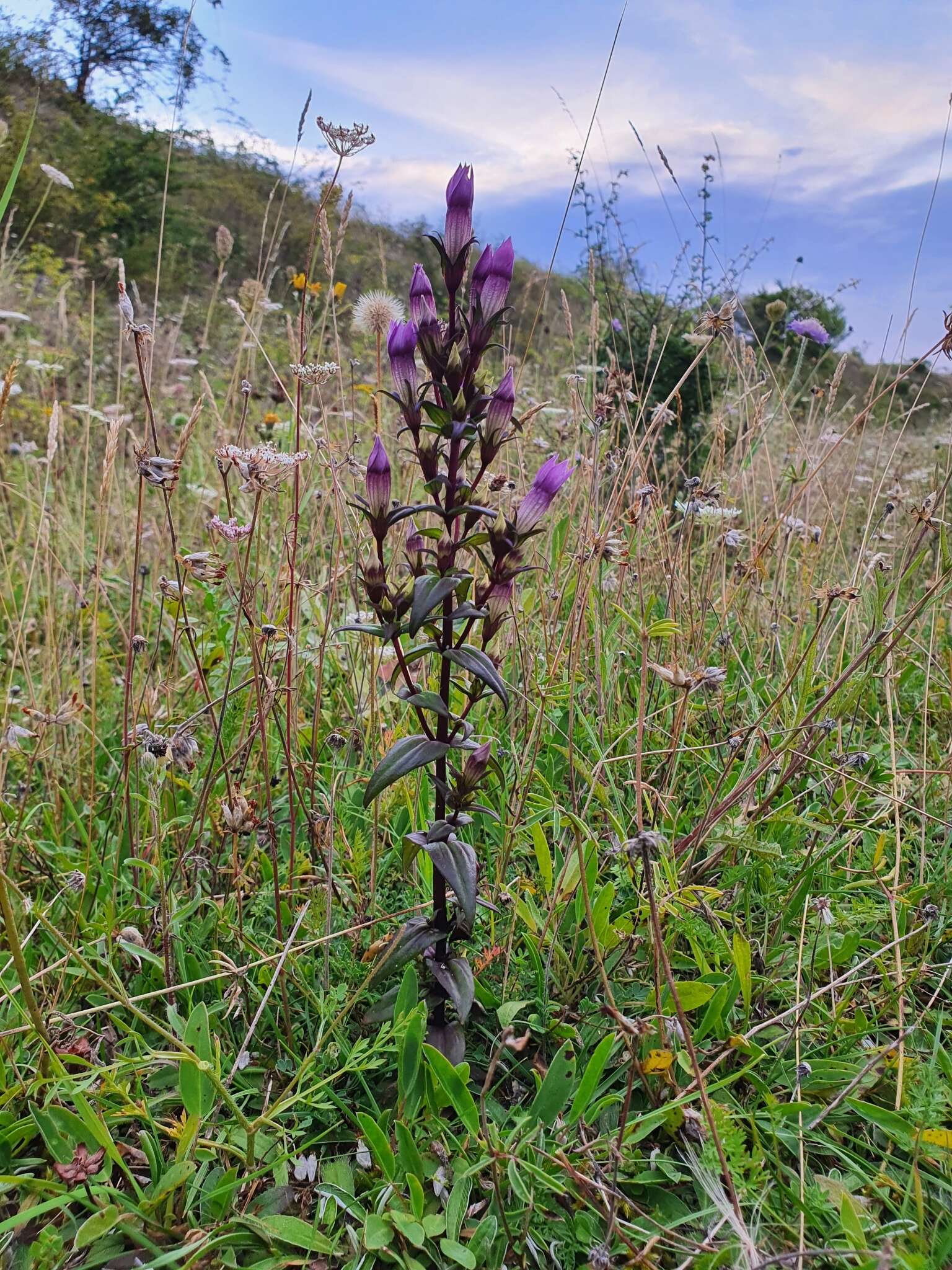 Image of chiltern gentian