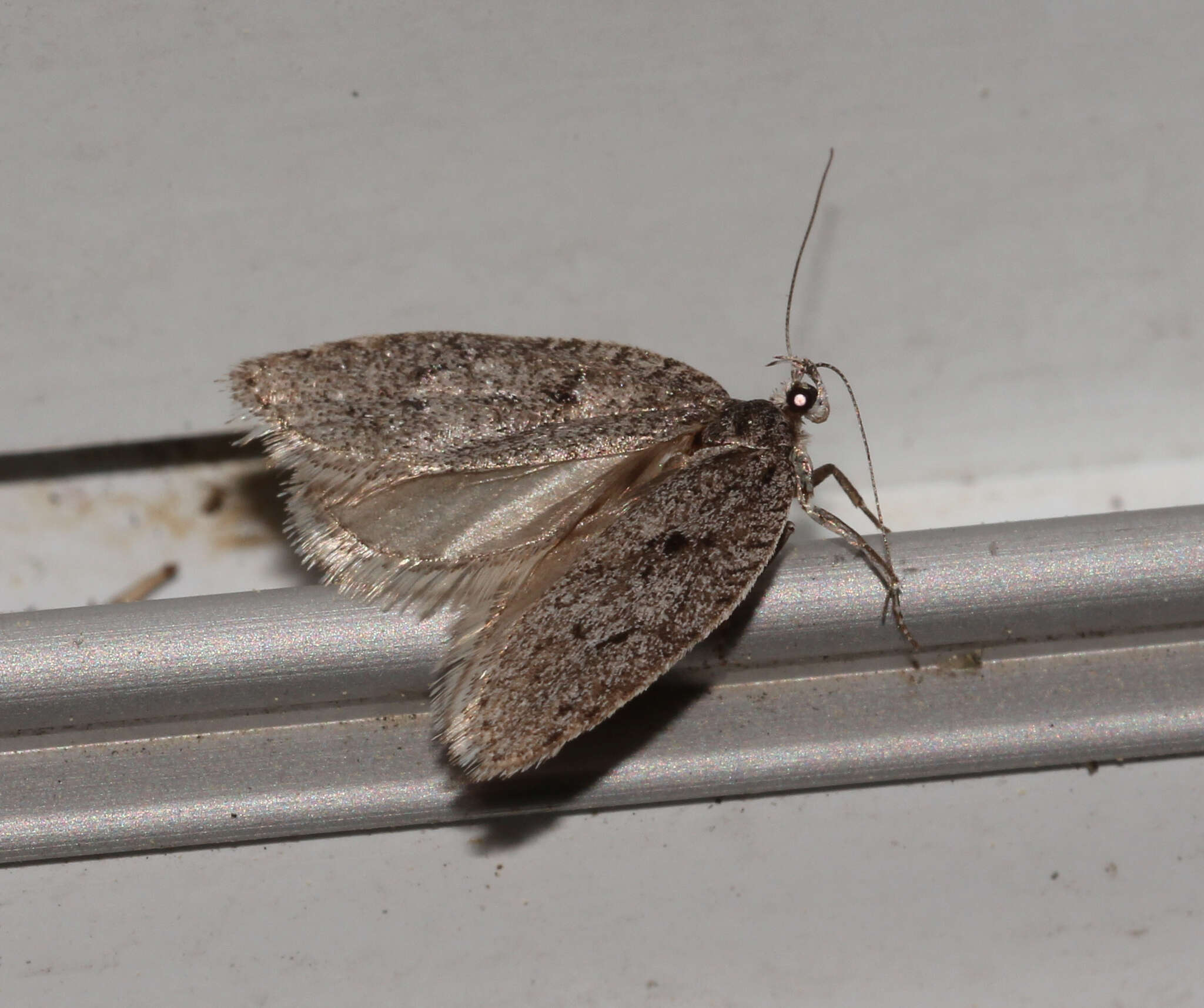 Image of Dull Flatbody Moth