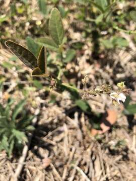 Image of Scorpion Tick-Trefoil