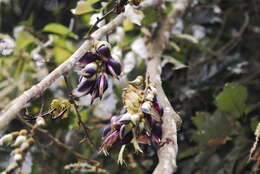 Imagem de Mucuna macrocarpa Wall.