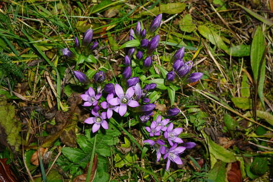 Image de Gentianella austriaca (A. & J. Kern.) Holub