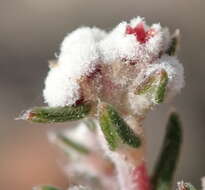 Image of Phylica lanata Pillans