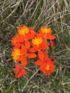 Plancia ëd Epidendrum radicans Pav. ex Lindl.