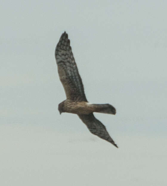 Image of Northern Harrier