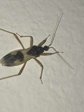 Image of Reduvius pallipes (Klug 1830)