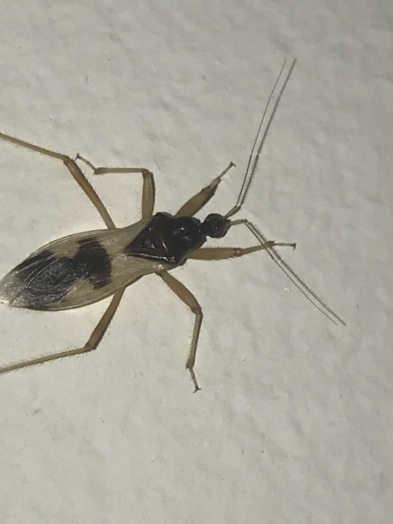 Image of Reduvius pallipes (Klug 1830)