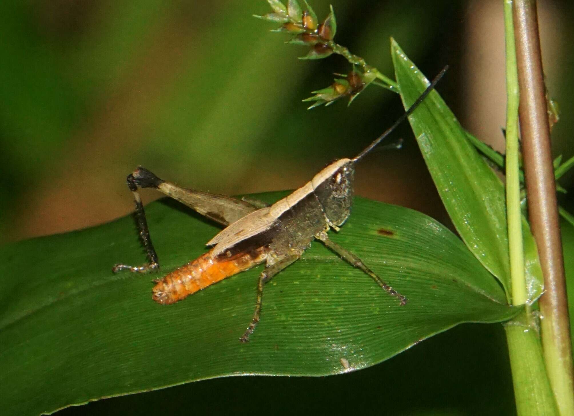 Image of Silvitettix biolleyi (Bruner & L. 1904)