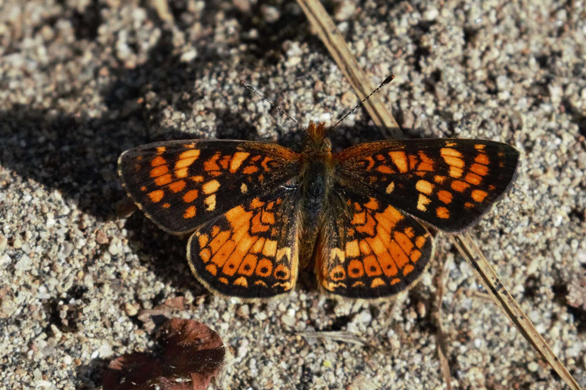 Image of Phyciodes pulchella montana (Behr 1863)