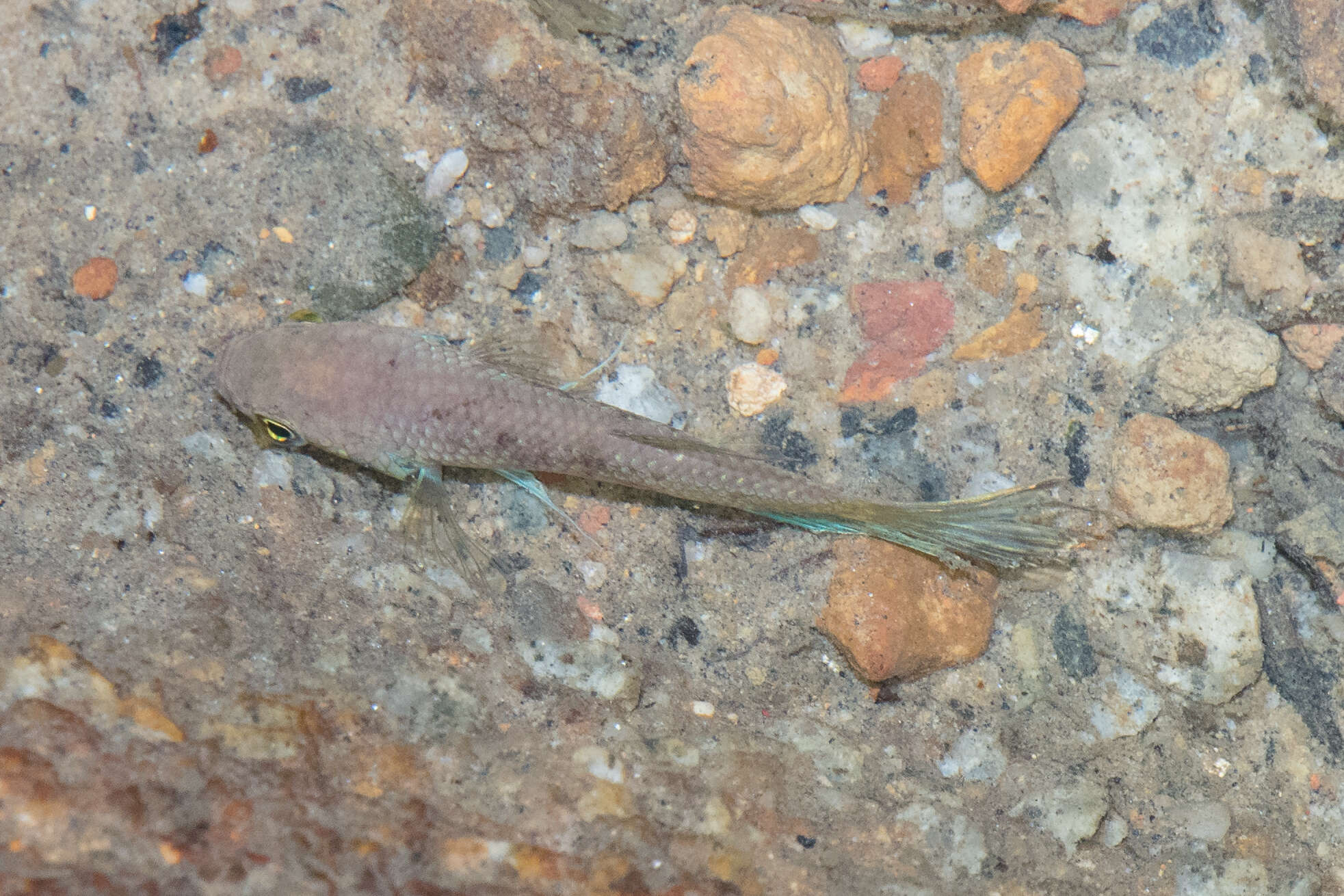 Image of Forest betta