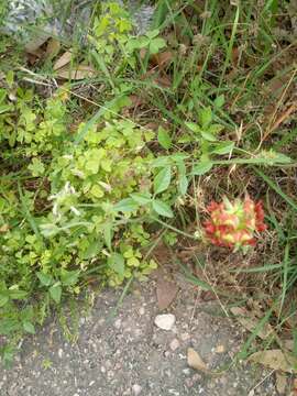 Image of Gulf Indian breadroot