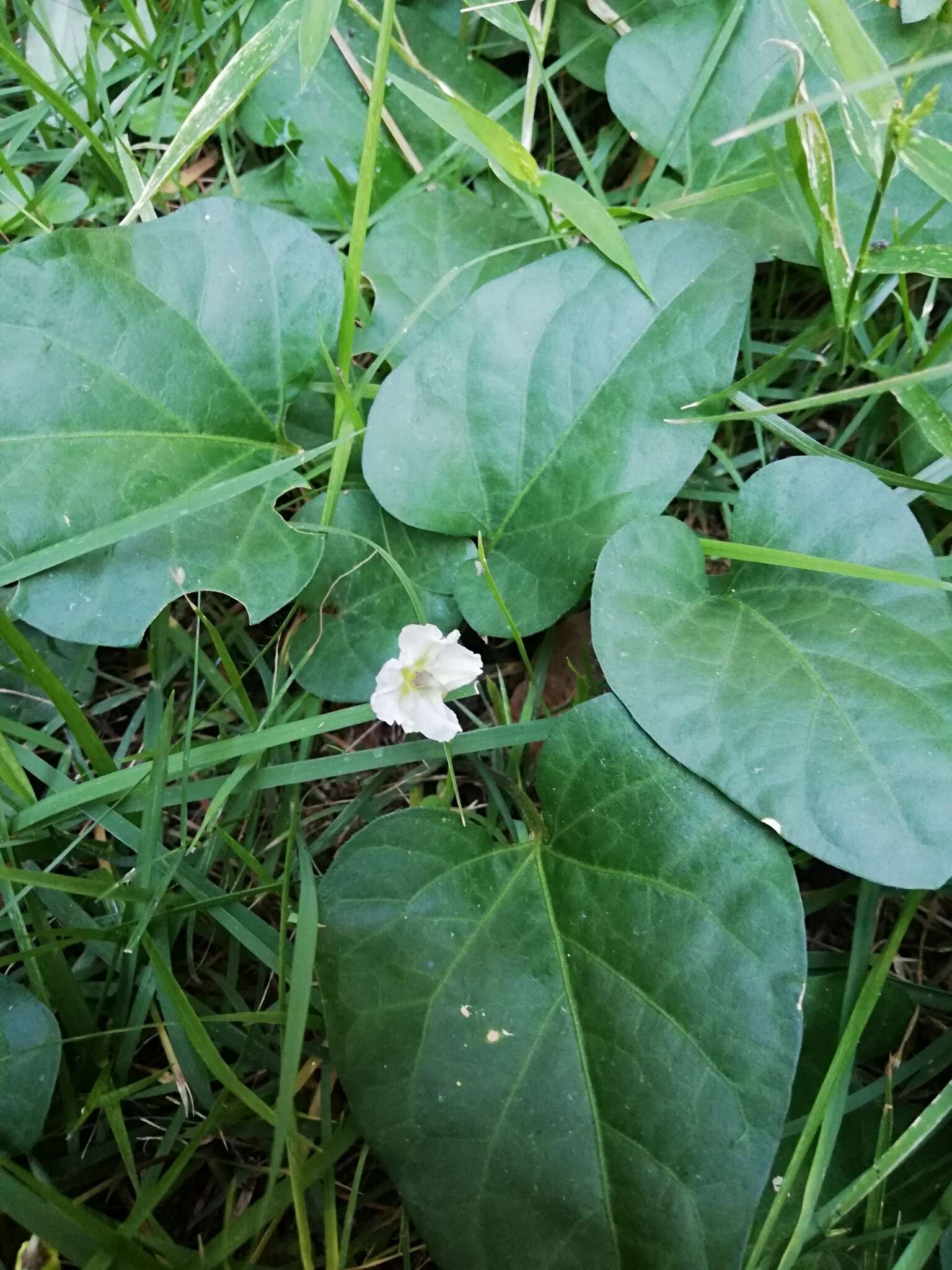 Image de Lycianthes asarifolia (Kunth & Bouché) Bitter